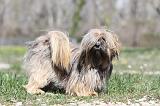 LHASSA APSO 040